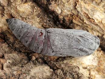  Chrysalide de Catocala fraxini L. - �Daniel Morel