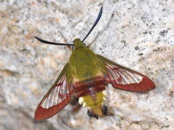 Hemaris fuciformis L. adulte - �Philippe Mothiron