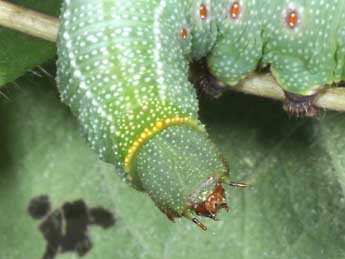  Chenille de Hemaris fuciformis L. - �Philippe Mothiron