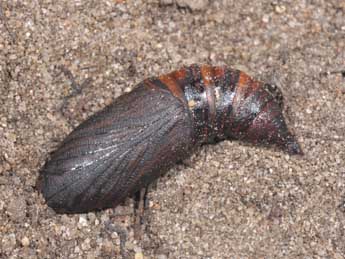  Chrysalide de Hemaris fuciformis L. - �Philippe Mothiron