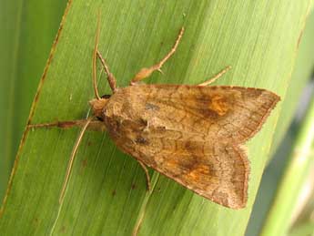 Amphipoea fucosa Frr adulte - �Nicole Lepertel