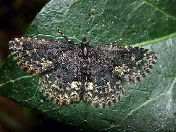 Parascotia fuliginaria L. adulte - �Philippe Mothiron