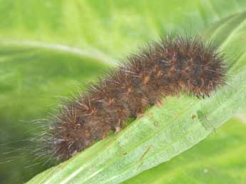  Chenille de Phragmatobia fuliginosa L. - �Philippe Mothiron