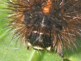  Chenille de Phragmatobia fuliginosa L. - �Philippe Mothiron