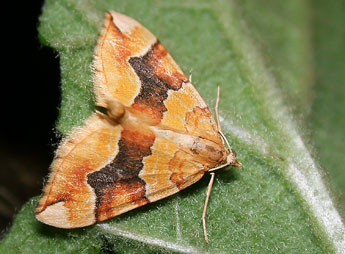 Cidaria fulvata Forst. adulte - �Philippe Mothiron