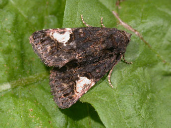 Aedia funesta Esp. adulte - �Philippe Mothiron