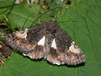 Aedia funesta Esp. adulte - �Philippe Mothiron