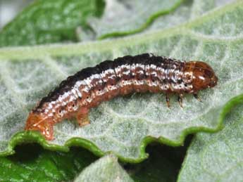  Chenille de Hydriomena furcata Thnbg - �Philippe Mothiron