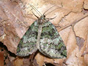 Hydriomena furcata Thnbg adulte - �Philippe Mothiron