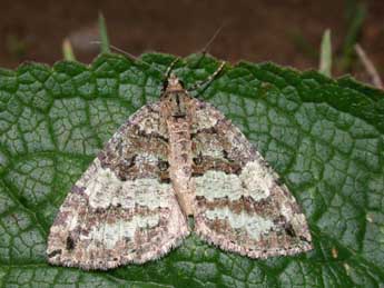 Hydriomena furcata Thnbg adulte - �Philippe Mothiron