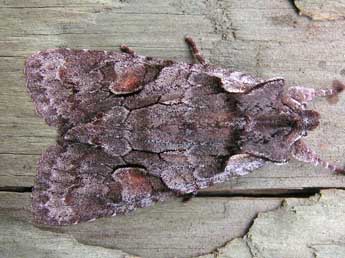 Lithophane furcifera Hfn. adulte - �Bruno Lavou�