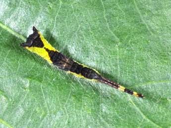  Chenille de Furcula furcula Cl. - �Philippe Mothiron