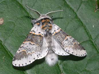 Furcula furcula Cl. adulte - �Philippe Mothiron