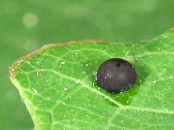  Oeuf de Furcula furcula Cl. - �Philippe Mothiron