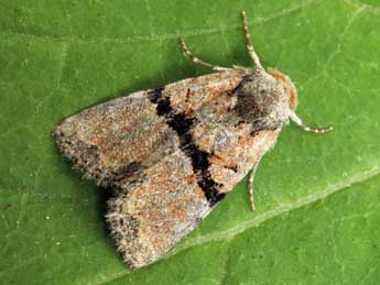 Mesoligia furuncula D. & S. adulte - �Daniel Morel