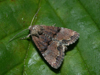 Mesoligia furuncula D. & S. adulte - �Philippe Mothiron