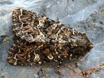 Apamea furva D. & S. adulte - �Daniel Morel