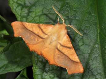 Ennomos fuscantaria Hw. adulte - �Philippe Mothiron