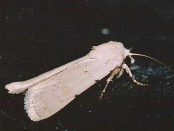 Caradrina fuscicornis Rbr adulte - �Philippe Geniez