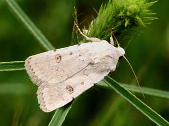 Caradrina fuscicornis Rbr adulte - �Daniel Morel