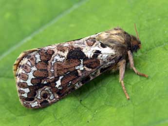 Korscheltellus fusconebulosus De Geer adulte - �Daniel Morel