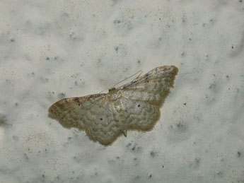 Idaea fuscovenosa Gze adulte - �Philippe Mothiron