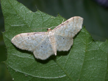 Idaea fuscovenosa Gze adulte - �Philippe Mothiron