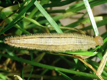  Chenille de Melanargia galathea L. - �Philippe Mothiron