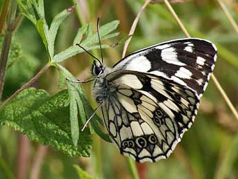 Melanargia galathea L. adulte - �Claude de Saint-Etienne