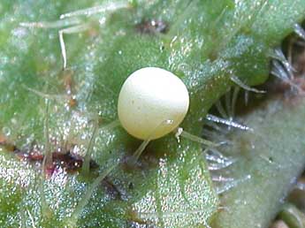  Oeuf de Melanargia galathea L. - �Philippe Mothiron