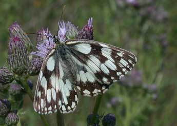 Melanargia galathea L. adulte - �Philippe Mothiron