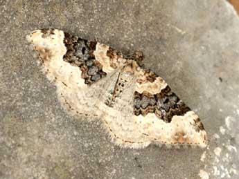 Epirrhoe galiata D. & S. adulte - �Daniel Morel