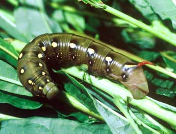  Chenille de Hyles gallii Rott. - �Philippe Mothiron