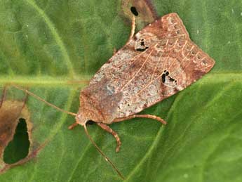 Conistra gallica Led. adulte - �Daniel Morel