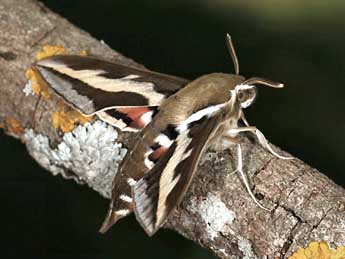 Hyles gallii Rott. adulte - �Daniel Morel