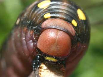  Chenille de Hyles gallii Rott. - �Serge Wambeke