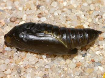  Chrysalide de Autographa gamma L. - �Lionel Taurand