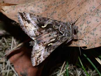 Autographa gamma L. adulte - �Philippe Mothiron