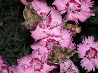Autographa gamma L. adulte - �Philippe Mothiron