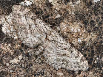 Eupithecia gemellata H.-S. adulte - �Daniel Morel