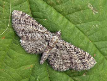 Eupithecia gemellata H.-S. adulte - �Daniel Morel