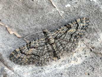 Eupithecia gemellata H.-S. adulte - �Daniel Morel