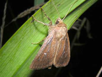 Lenisa geminipuncta Hw. adulte - �Denis Vandromme