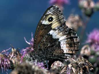 Hipparchia genava Fruh. adulte - �Tristan Lafranchis