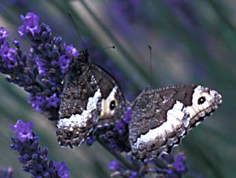 Hipparchia genava Fruh. adulte - �Tristan Lafranchis