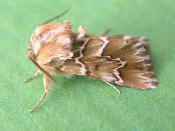 Acronicta serratae Zerny adulte - �H. J. Smit
