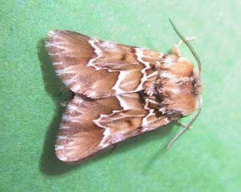 Acronicta serratae Zerny adulte - �H. J. Smit