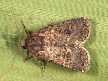 Caradrina germainii Dup. adulte - �Daniel Morel