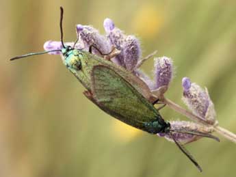 Adscita geryon Hb. adulte - �Daniel Morel