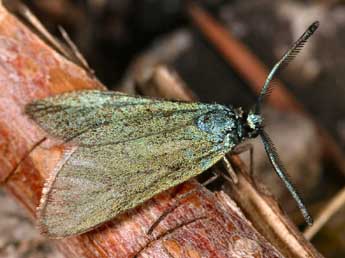 Adscita geryon Hb. adulte - �Daniel Morel